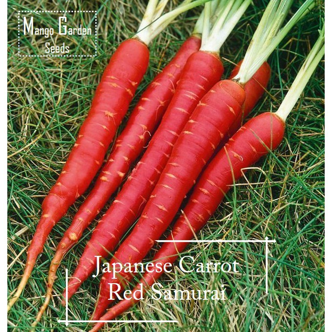 Carrot F1 Red Samurai 50 Seeds Vegetable Seeds 