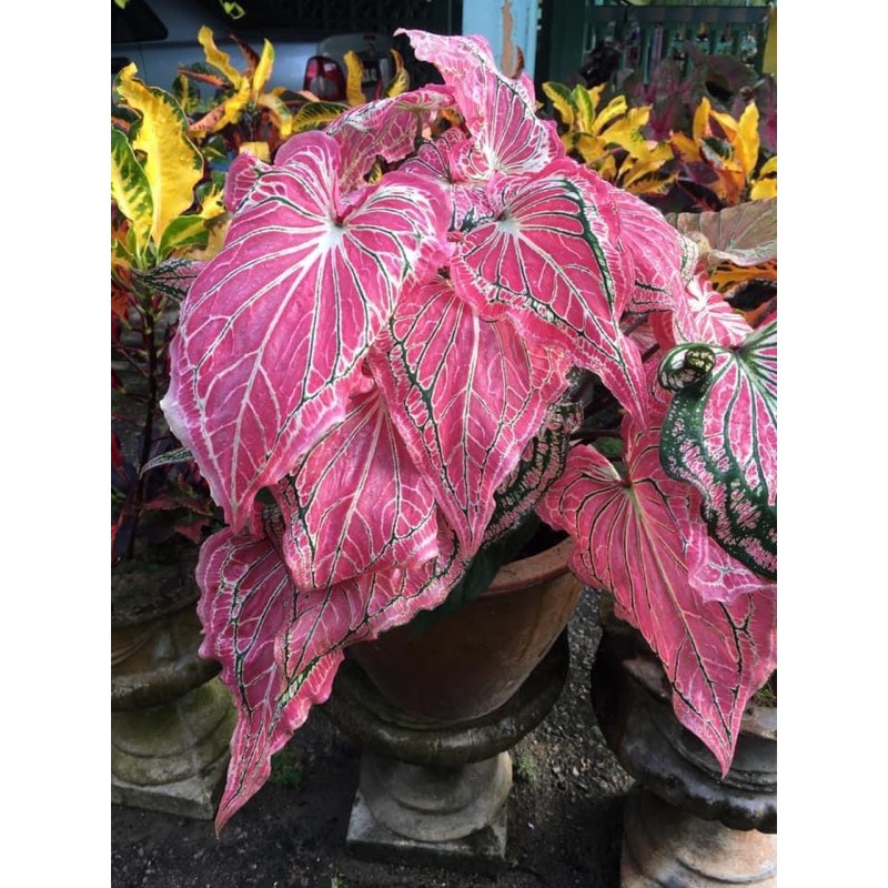 Mulut Melecur Hati Hati Buat Mak Ada Anak Kecil Bahaya Getah Pokok Keladi Mingguan Wanita