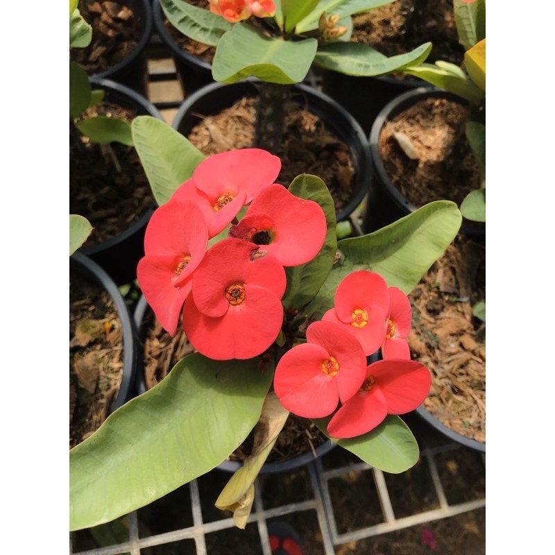 Pokok Bunga Berduri / Euphorbia Millia / Bunga Poison | Shopee Malaysia