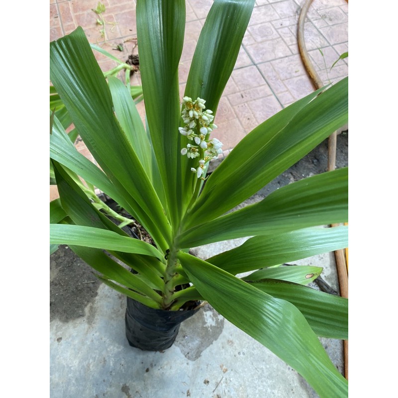 Pokok Orkid Tanah Hutan Orkid Tikus