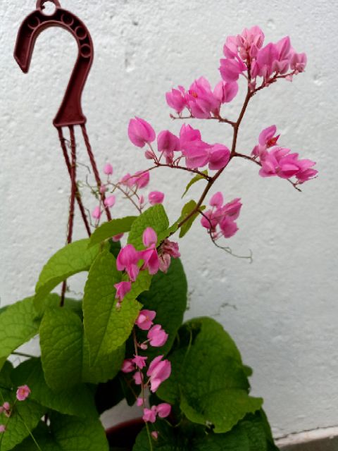 Pokok Bunga Air Mata Pengantin Antigonon Leptopus Mexican Creeper Plant Coral Vine Shopee