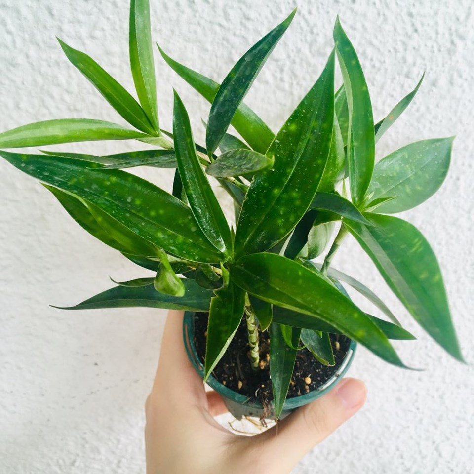 Indoor Plant Japanese Bamboo By Ls Group Shopee Malaysia