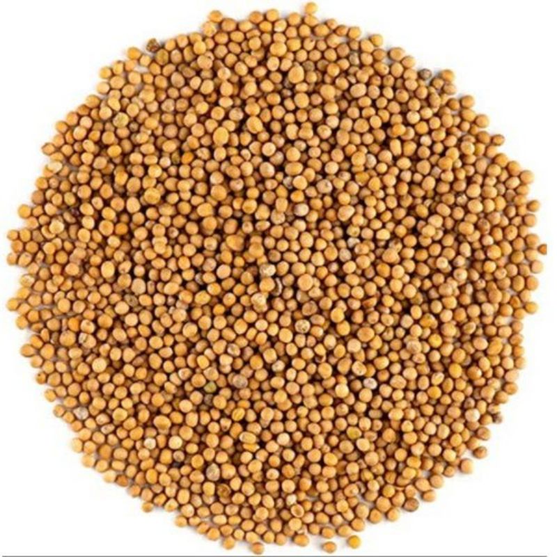 Biji Sawi Kuning Yellow Mustard Seed Venkadugu 50g 100g 300g