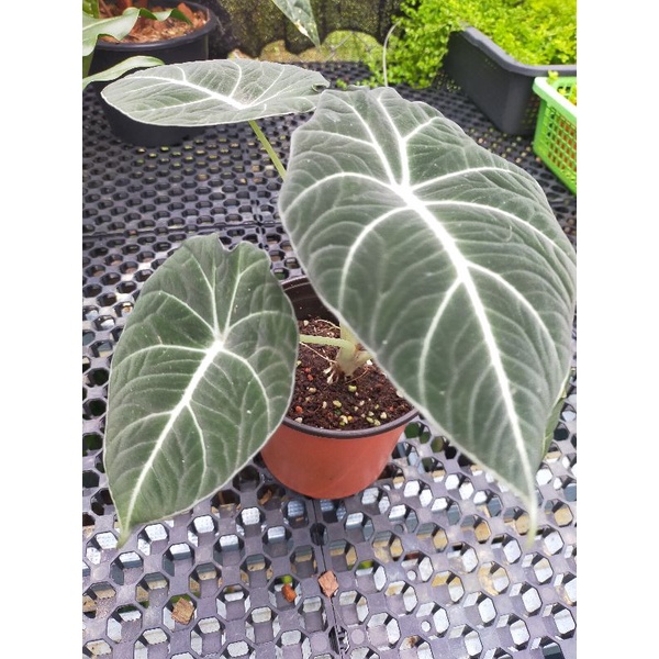 Alocasia black velvet indoor plant Shopee Malaysia