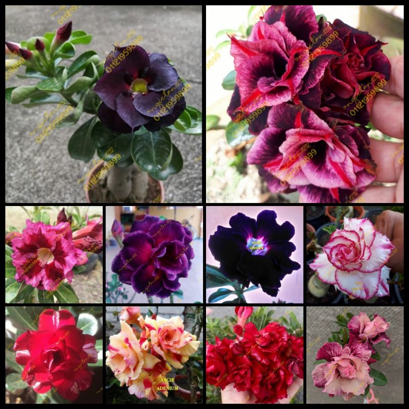 ADENIUM SAIZ POKOK DALAM PASU 8 INCI (POS TANPA PASU) | Shopee Malaysia