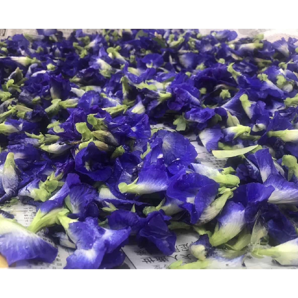 蝶豆花asian Pigeonwings 蝶豆 Shopee Malaysia