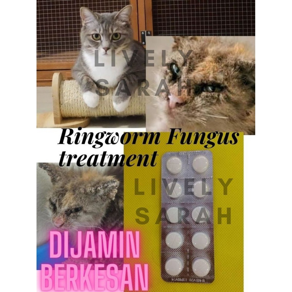 Buy [Berkesan] Ubat Fungus / Kurap Kucing u0026 Anjing. (Kitten 