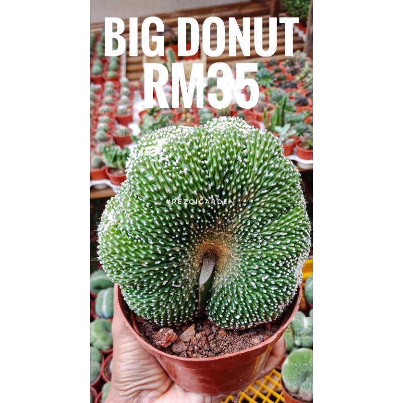 Donut Cactus Small 6cm Pot Big 8cm Pot Rezqigarden Shopee Malaysia