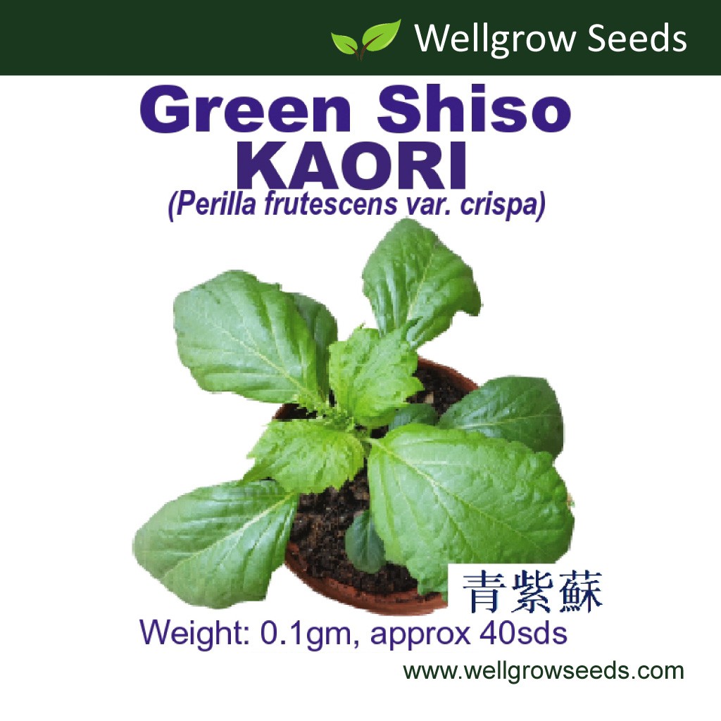 Green Shiso Kaori 0 1gm 40sds 皱叶青紫苏 Chirimen Aojiso Vegetable Seeds Wellgrow Seeds Shopee Malaysia