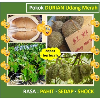 Kasap merah durian kasap merah