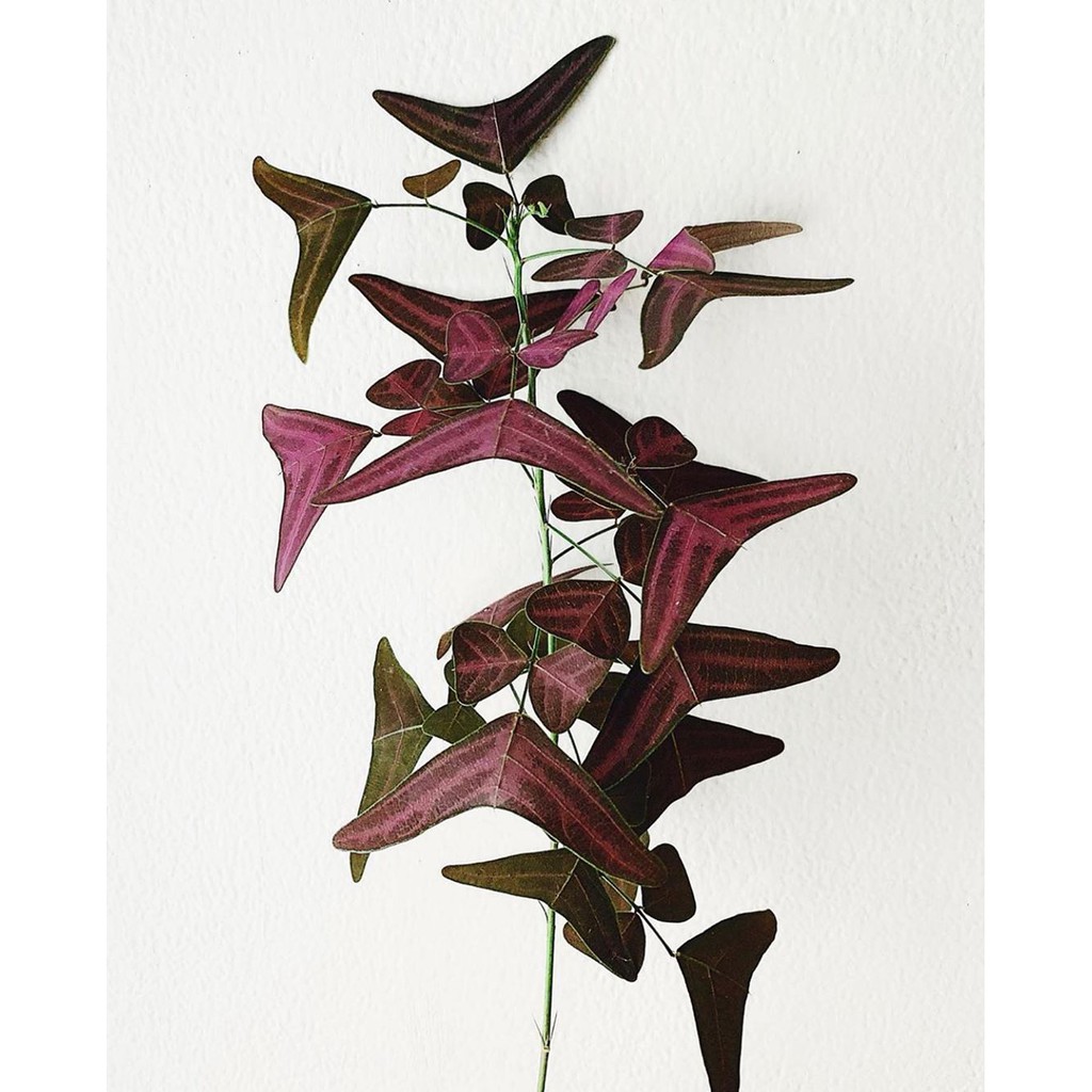 Christia Vespertilionis Seeds : Christia Species, Red Butterfly Wing ...
