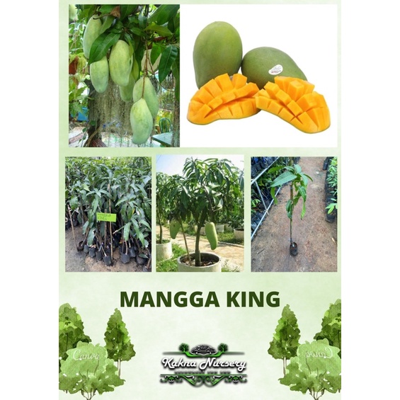 Mangga: King of Buah Tropis, Enggak Cuma Manis Tapi Kaya Enzim Nih!