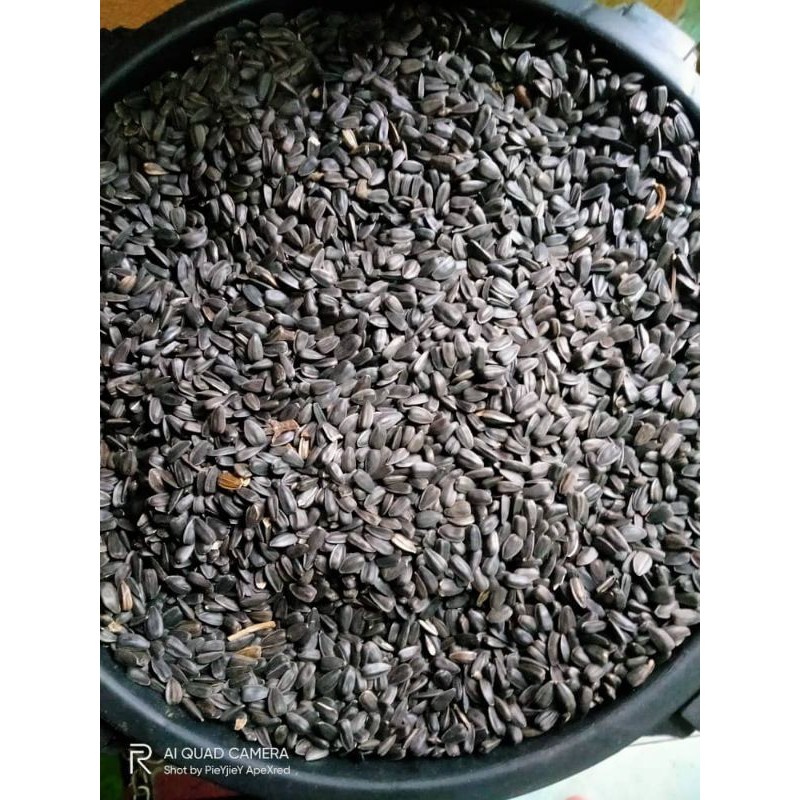Kuaci Hitam Parrot Kecil Padat🐦🐦