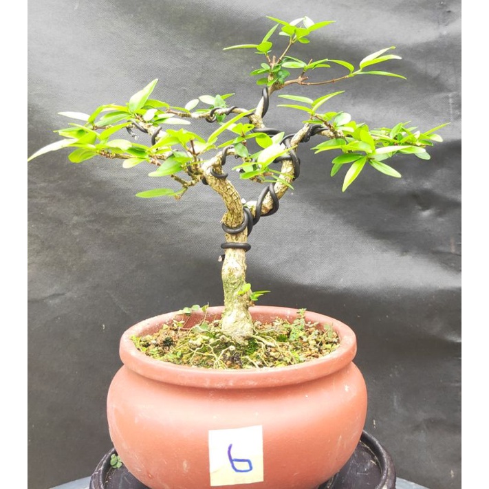 Wrightia Religiosa 水梅