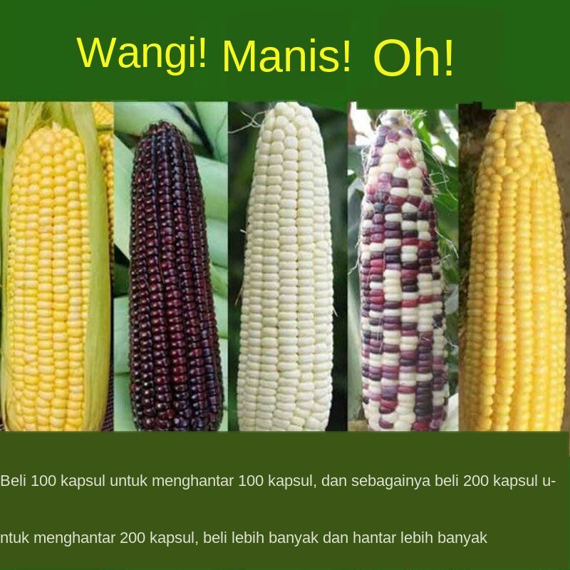 Benih Jagung Borong Buah-Buahan Benih Jagung Putih Berlilin Kuning 