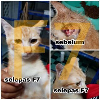 UBAT KUCING fungus,sporo,kutu,gatal,kurap  Shopee Malaysia