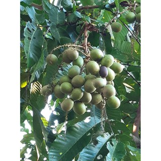 ANAK Pokok Longan Brazil # Matoa 3 RASA, / CEPAT BERBUAH  Shopee 