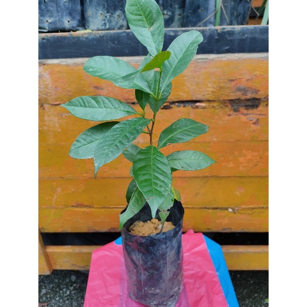 Pokok salam/serai kayu/daun bay. | Shopee Malaysia