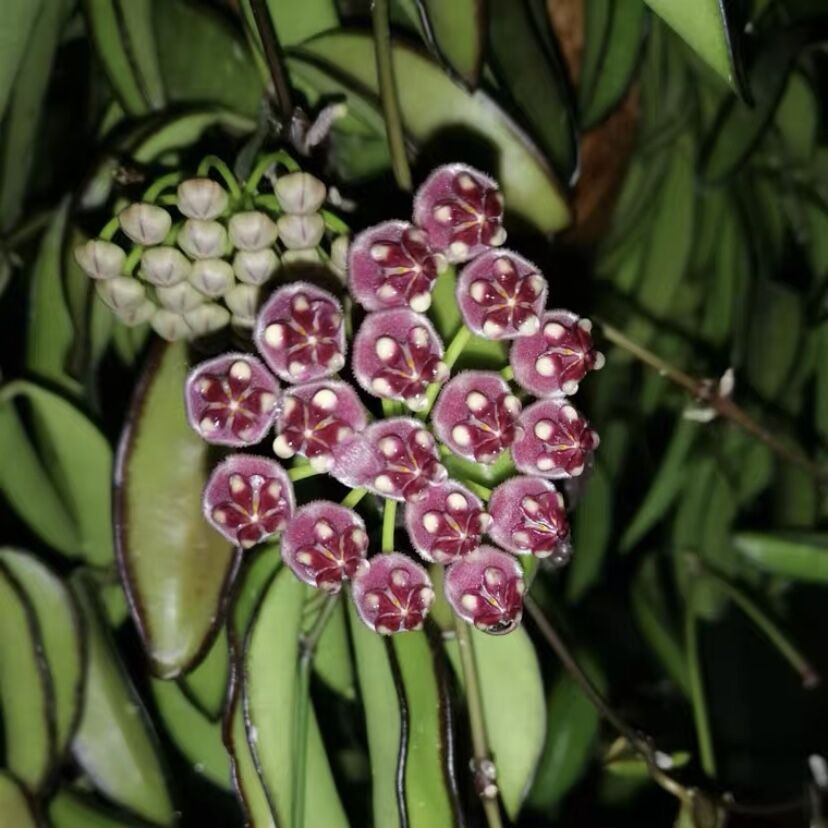 Hoya Wayetii Variegated RARE (real plant) | Shopee Malaysia