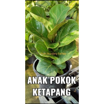 Anak Pokok Ketapang
