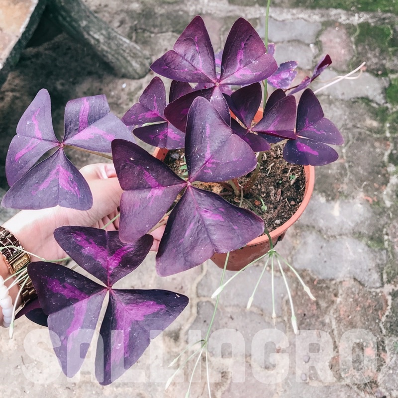 Oxalis Triangularis | Pokok Rama-rama Ungu | Rerama | Purple Shamrock ...