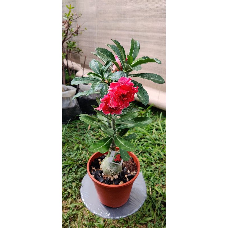 Adenium Obesum Flower Desert Rose Taiwan Import 台湾进口 沙漠玫瑰富贵花盆栽 Shopee Malaysia