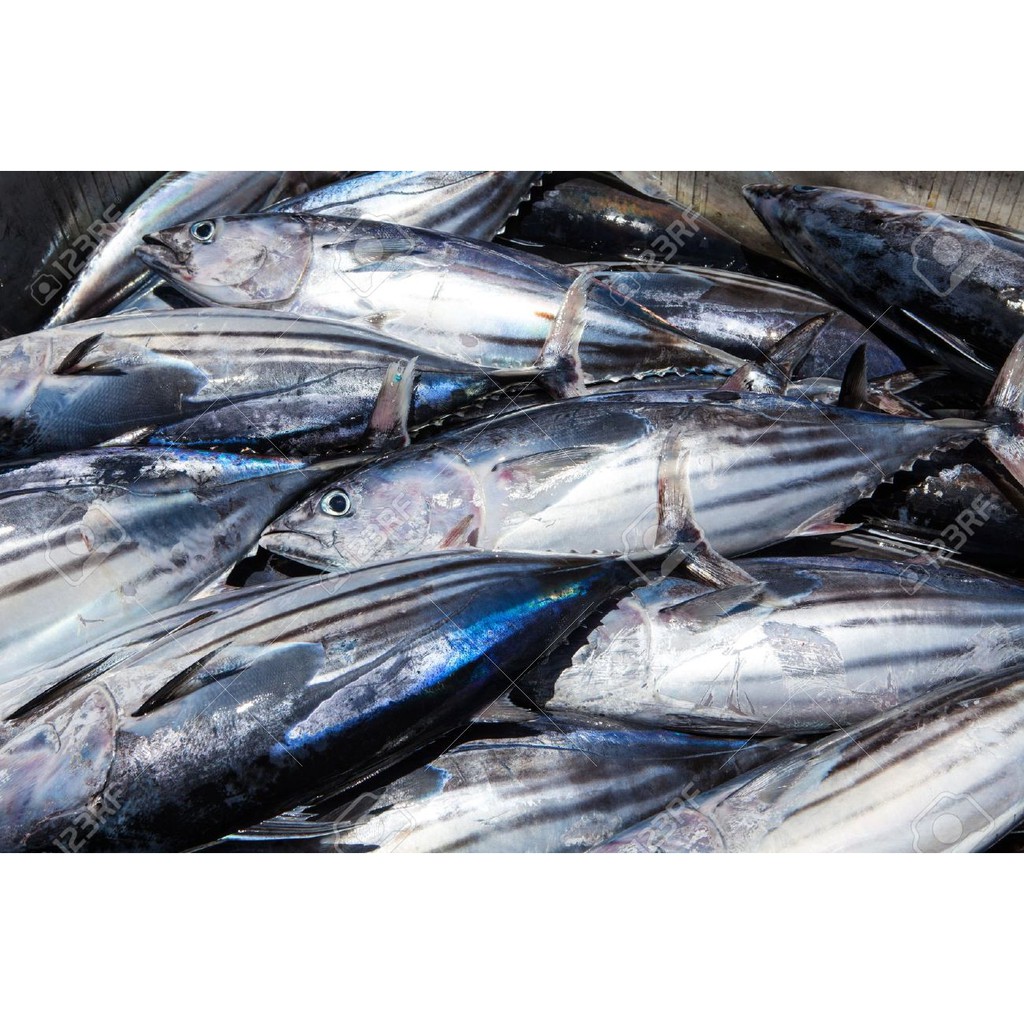 Buy Ikan Tongkol Tuna Fish Tch Frozen Food Fresh Frozen Seafood Wholesale Supplier Fish Salmon Sotong Udang Seetracker Malaysia