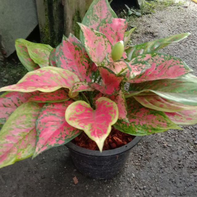 Pokok Keladi Indoor Outdoor Shopee Malaysia