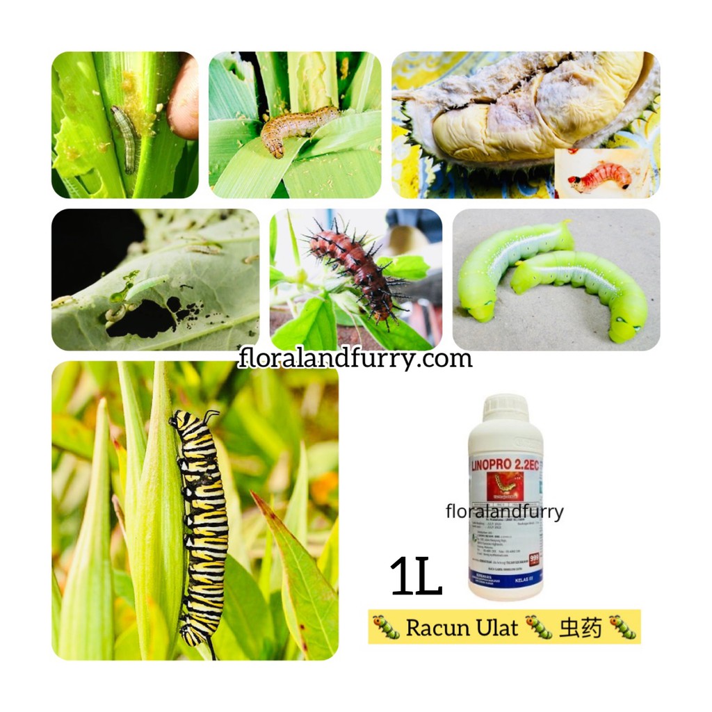 Insecticide 1l Linopro Emamectin Benzoate 019 Caterpillar 驻果杀虫剂 Racun Ulat Pengorek Buah Batang Daun Pokok Padi Jagung