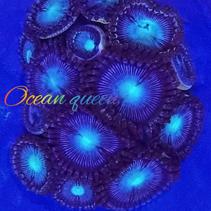 Most Popular ZOANTHIDS BLUE TUBB FRAG 10 Eyes Shopee Malaysia