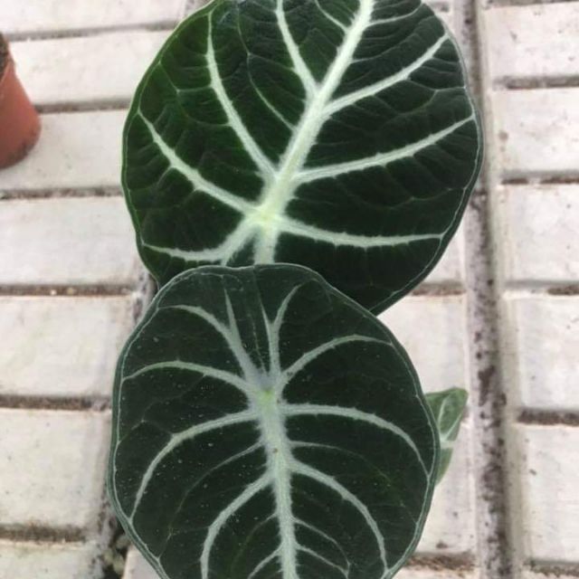 Alocasia Ninja Face Keladi Shopee Malaysia