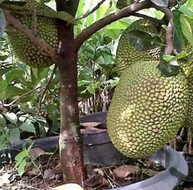 Durian cempedak What is