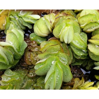 Buy Salvinia Molesta  Giant Salvinia  Aquatic Plant  Floating 