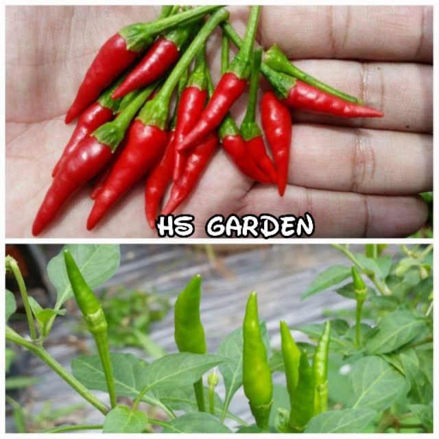 150 Biji Cili Padi Bara F1 Seeds Biji Benih Chilli Shopee Malaysia