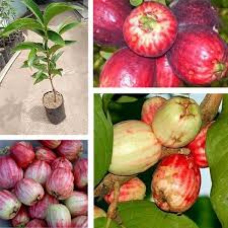 Pokok Jambu Bol Kayu