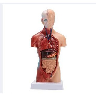 Human Torso Body Anatomy Model Heart Brain Skeleton Medical School Educational Shopee Malaysia - skeleton torso roblox