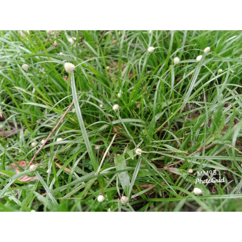 Rumput Helikopter Rumput Pendul Rumput Kucing Shopee Malaysia