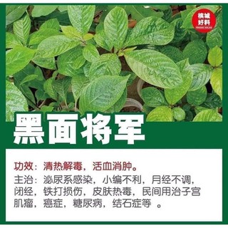 黑面将军干叶和2粒罗汉果 General Blackface Dried Leaves With Two Luo Han Guo 80g For Dried General Blackface Leaves Shopee Malaysia