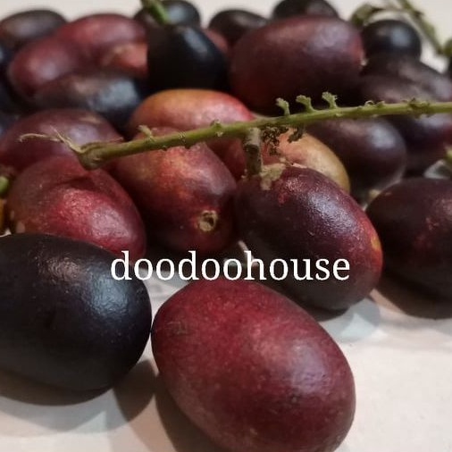 Buy Ready Stock Buy 1 Free 1 Sweet Longan Brazil Anak Pokok Buah Matao Buah Tiga Rasa Live Plant 鲜甜多汁巴西龙眼 树苗 Seetracker Malaysia