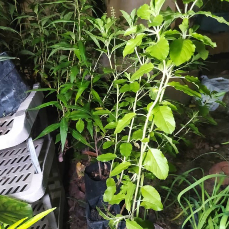 Buy Satu Anak Pokok Kemangi Polibag Free Tanah Berbaja Seetracker Malaysia