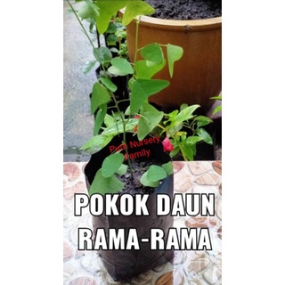 Buy Real Live Pokok Daun Rama Rama Seetracker Malaysia