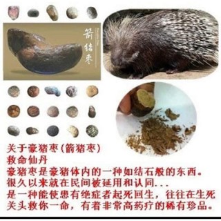 箭猪枣粉，血枣，豪猪枣箭猪草是珍贵的草药 ！ | Shopee Malaysia