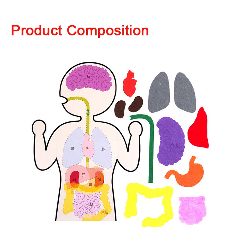 Essential Reliable Kids Montessori 3D Puzzle Non Woven Human Body Model Learning Internal Organ Teaching Aid Assembly... - Image 3