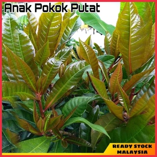 Putat daun Khasiat Daun