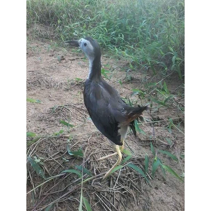 Decoy Patung Ruak Ruak Shopee Malaysia