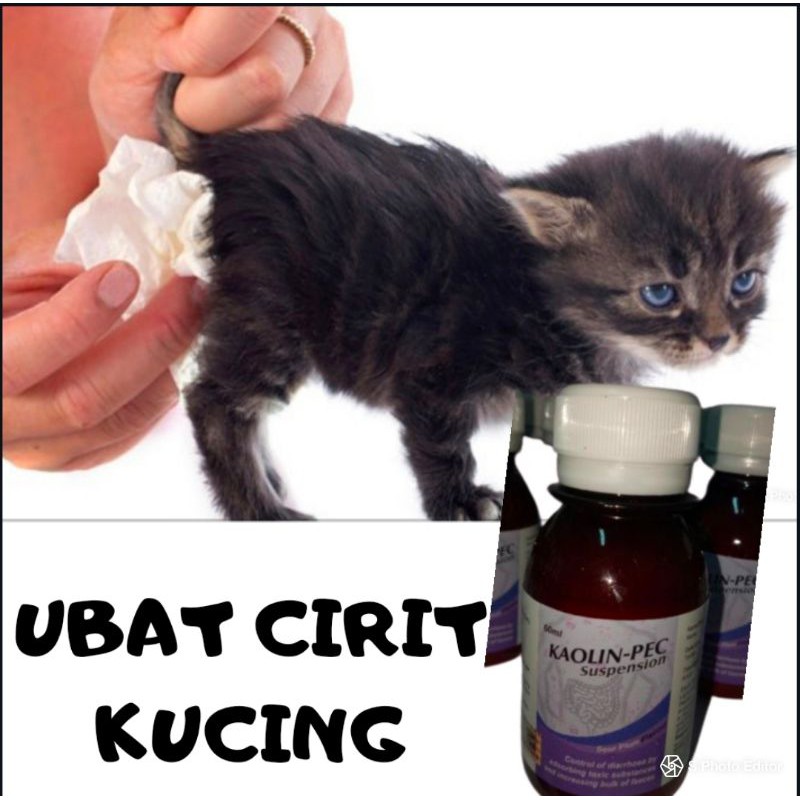 Ubat Anak Kucing Cirit Birit