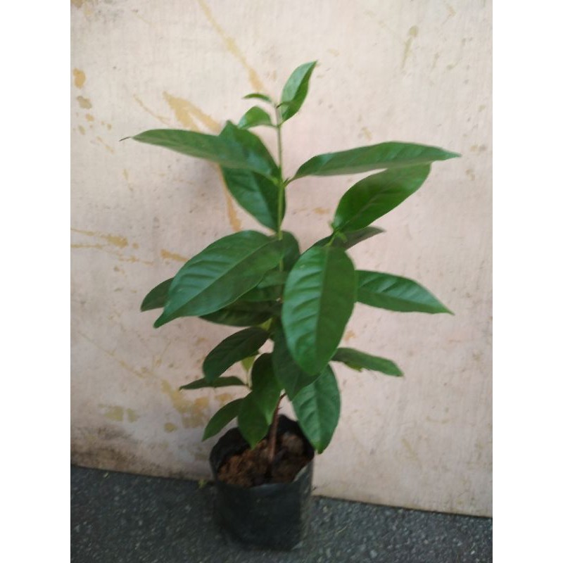 Anak Pokok Salam untuk masakan dan kesihatan | Shopee Malaysia