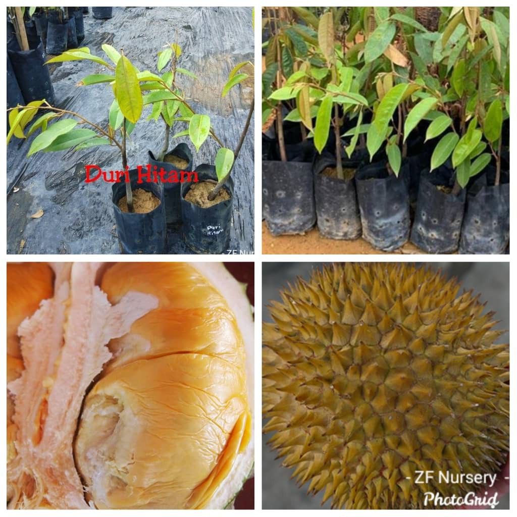  Anak Pokok Durian  Duri Hitam Juliorkc