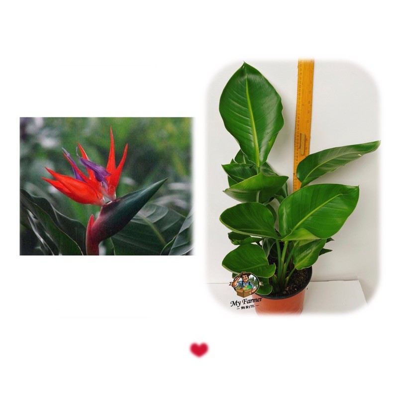 ?Bird of Paradise?outdoor plant? | Shopee Malaysia