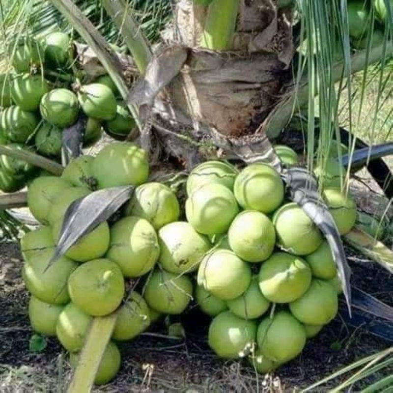 Anak Pokok Kelapa Tacunan Filifina Shopee Malaysia